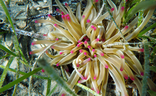 condylactis aurantiaca
