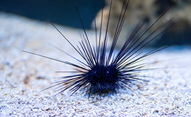 diadema setosum
