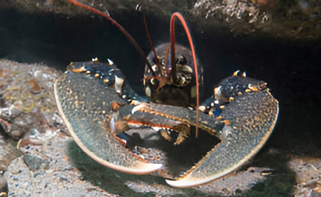 homarus gammarus