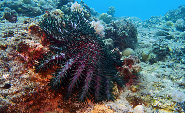 acanthaster planci