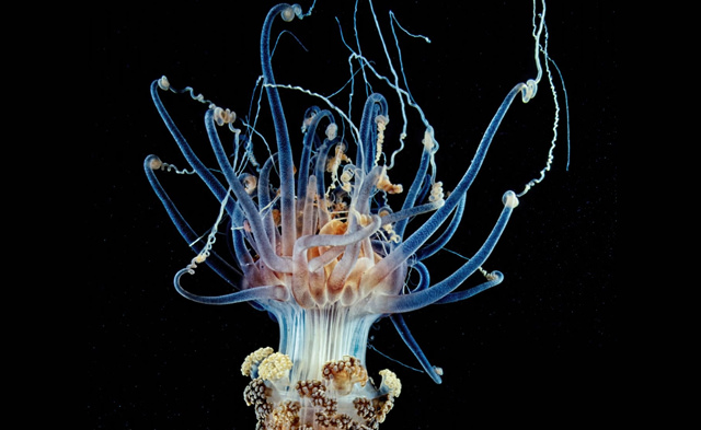 alicia mirabilis