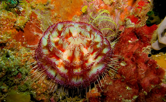 asthenosoma varium
