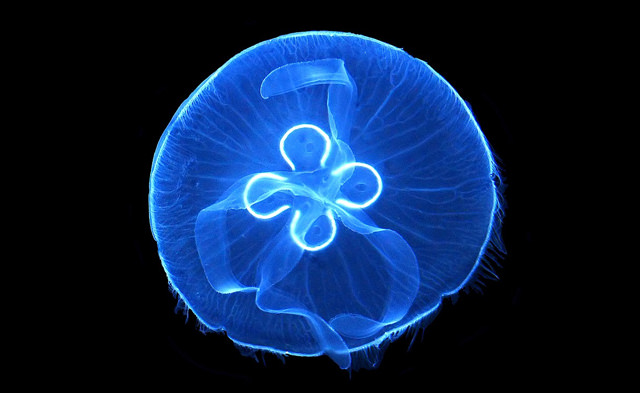 aurelia aurita