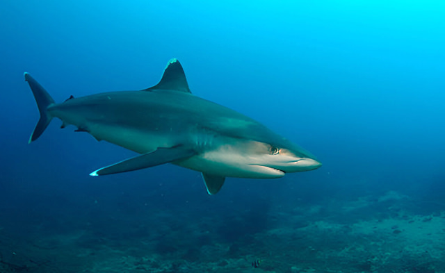 carcharhinus albimarginatus