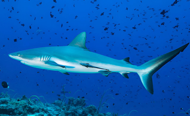 carcharhinus wheeleri