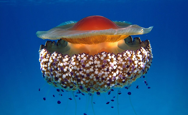 cassiopea mediterranea