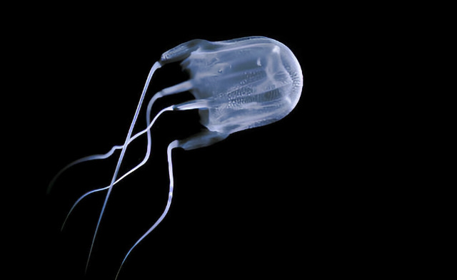 chironex fleckeri
