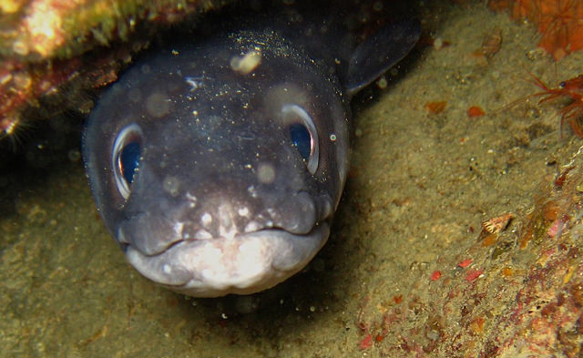 conger conger