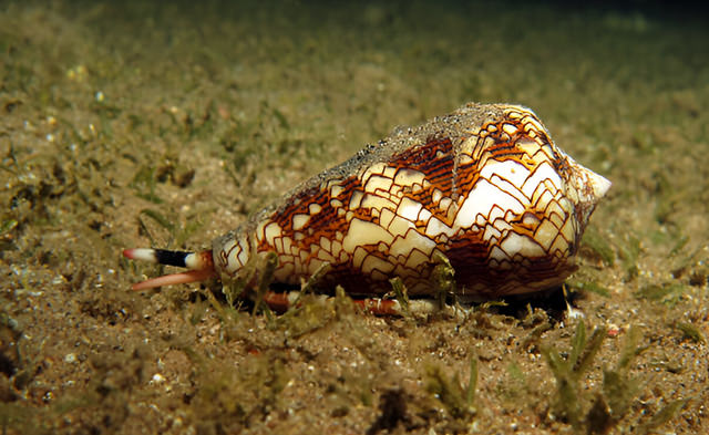 conus textile