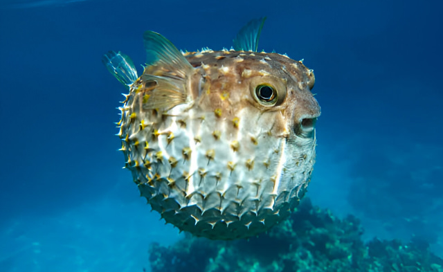 cyclichthys spilostylus
