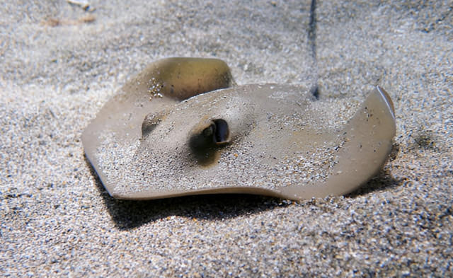 dasyatis pastinaca
