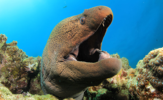 gymnothorax javanicus