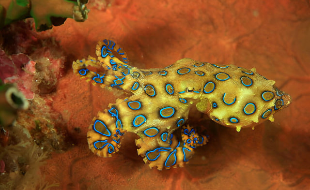 hapalochlaena lunulata