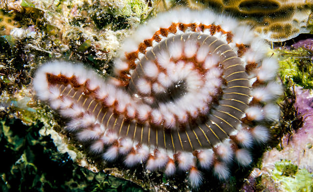 hermodice carunculata