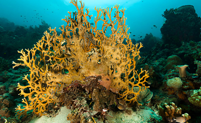 millepora dichotoma