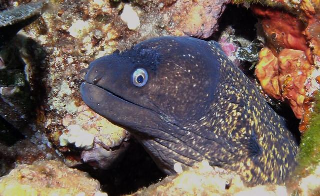 muraena helena