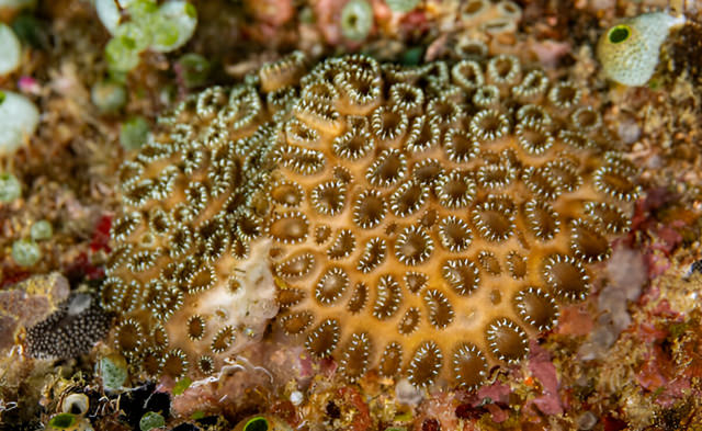 palythoa tubercolosa