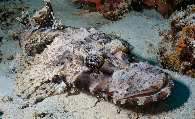 papilloculiceps longiceps