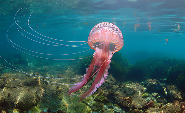 pelagia noctiluca