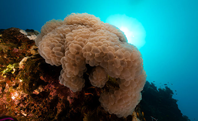 plerogyra sinuosa