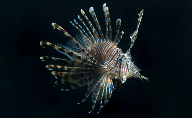 pterois miles