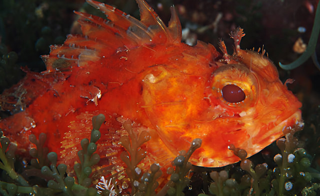 scorpaena notata