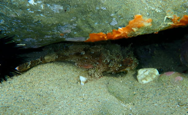 scorpaena porcus
