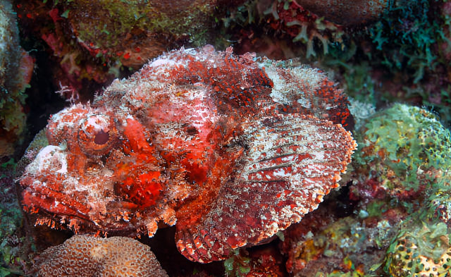 scorpaenopsis oxycephalus