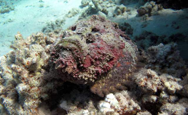 synanceia verrucosa
