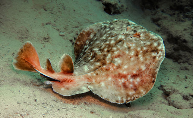 torpedo marmorata